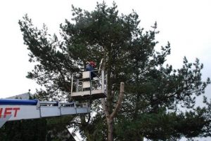 lejardin-galerie-jardinage-virton