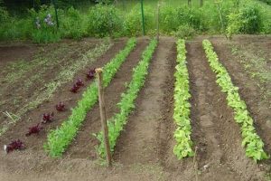 lejardin-galerie-trt-jardinage-virton