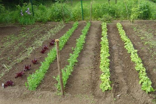 lejardin-galerie-trt-jardinage-virton